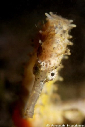 Yellow sea horse. Picture taken under the pier in Dauin, ... by Anouk Houben 